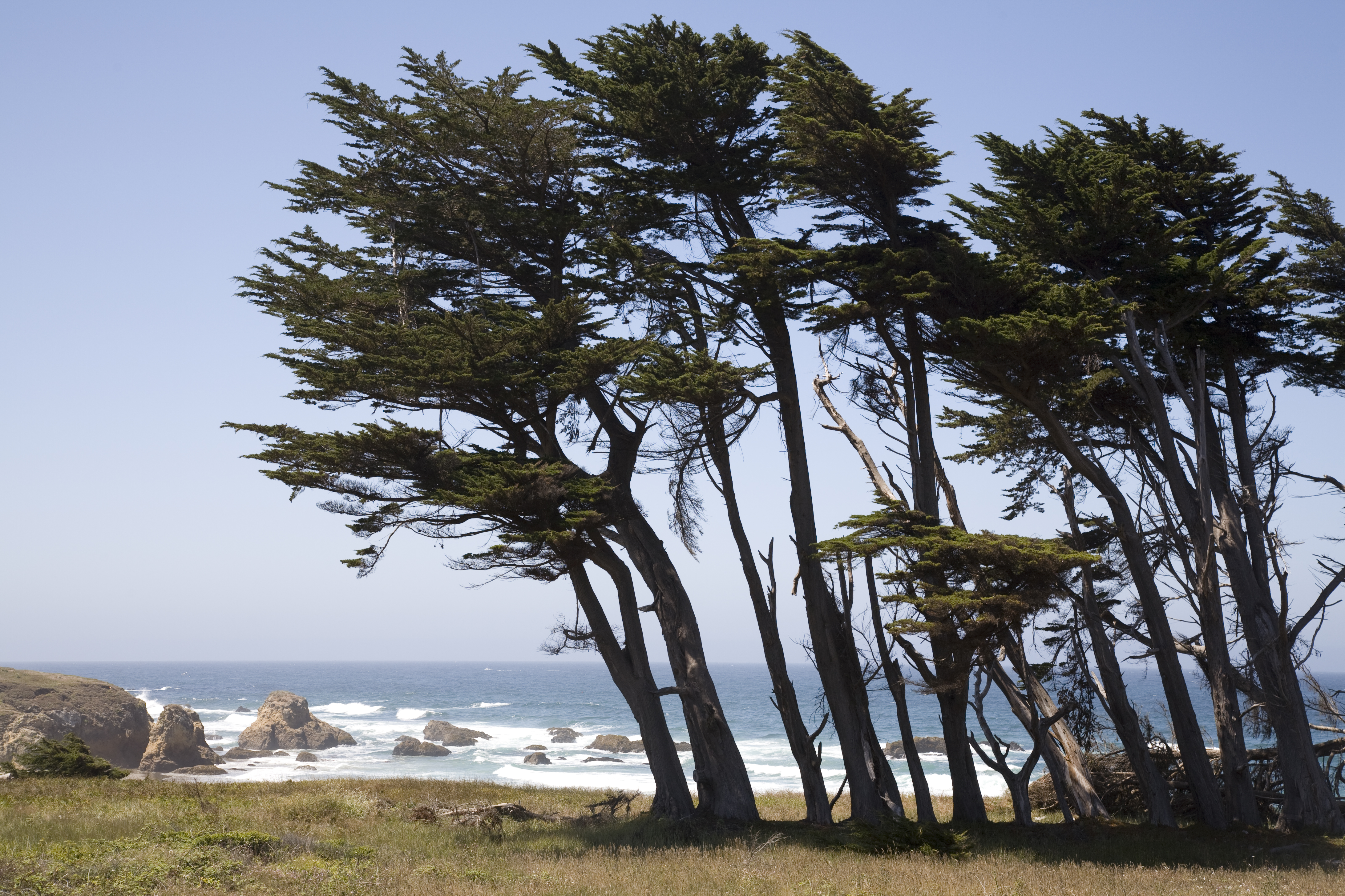 Cypress decorate the foreground