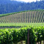 Enjoy wine in the redwoods in Anderson Valley