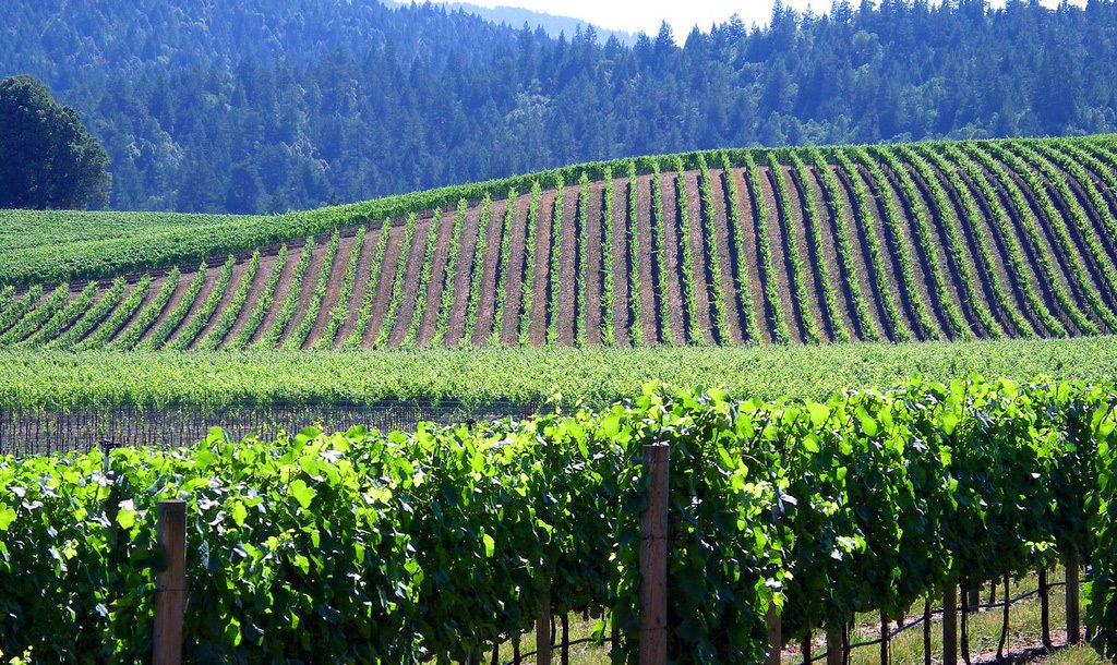 Enjoy wine in the redwoods in Anderson Valley