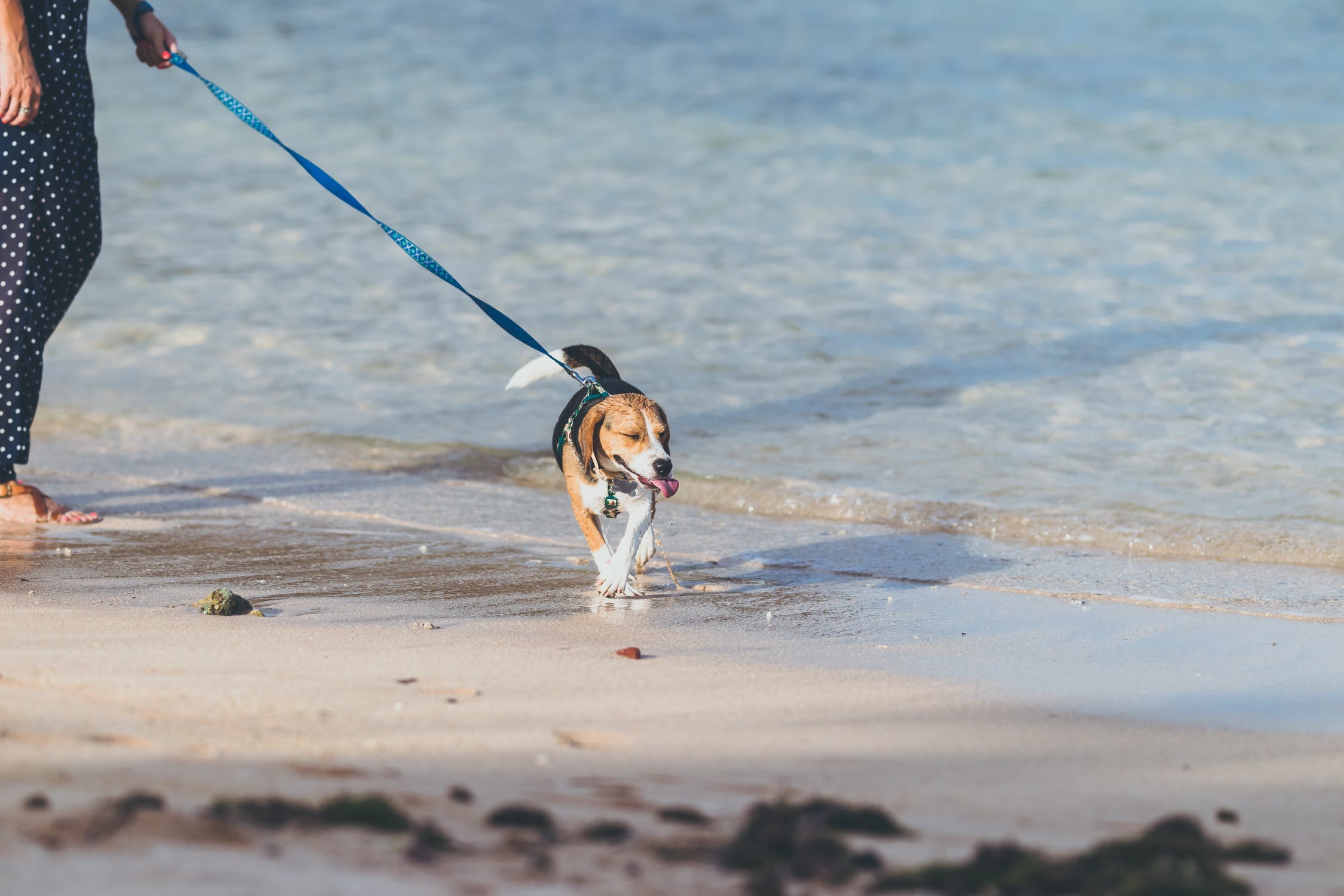 Dog on the Beach